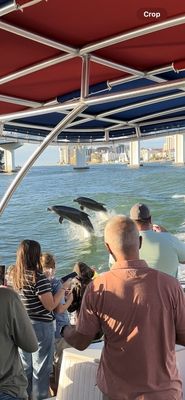 Little Toot Dolphin Adventure by null
