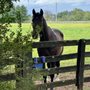 Photo of Sterlingbrook Farm Events