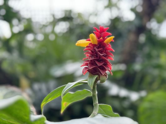 Muttart Conservatory by null