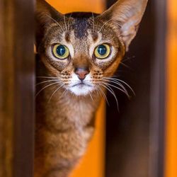 Susan Deren - Susan's Cat Kaiya