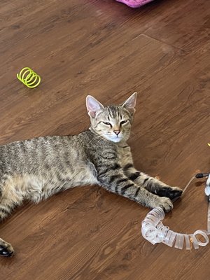 Cat Tales Cat Cafe by null