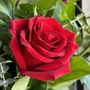 Photo of Clores Flowers