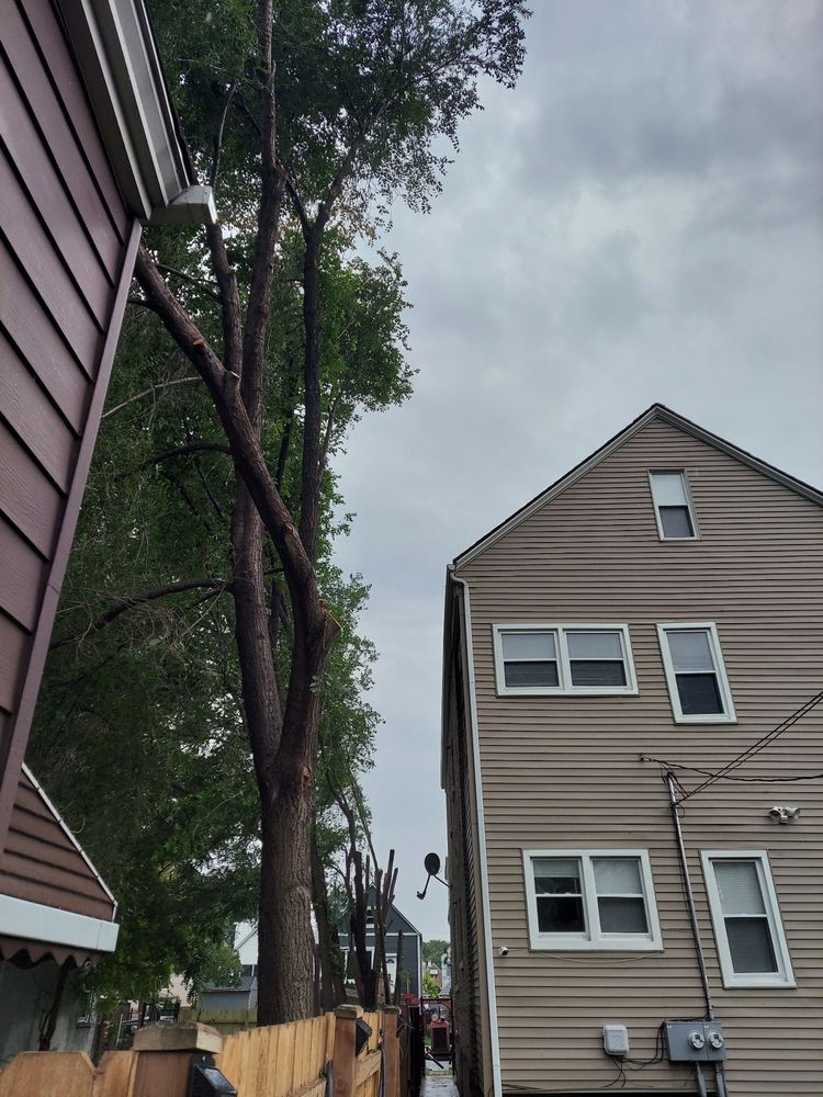 RG Tree - tree service in Chicago, IL