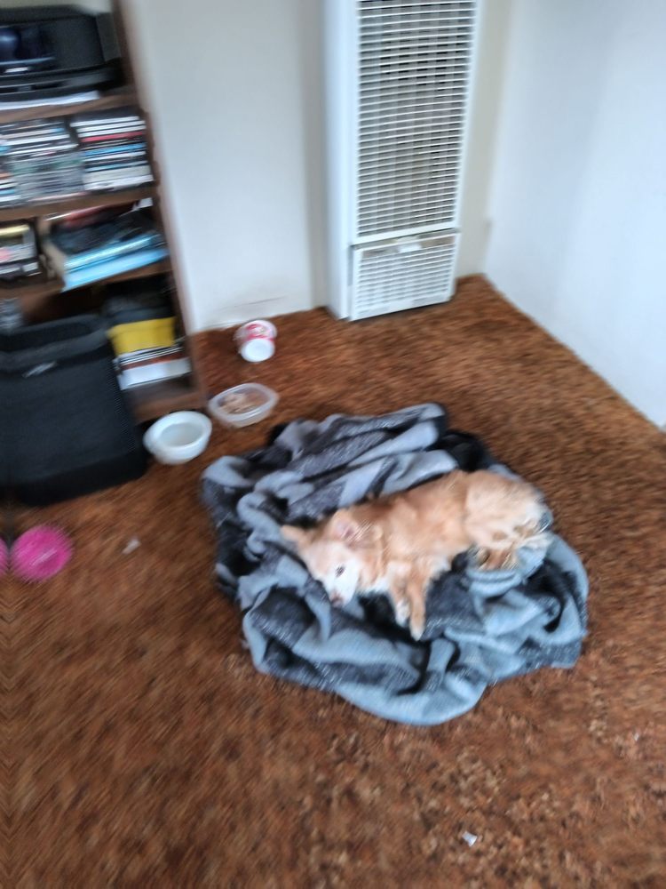 MONTEREY COUNTY ANIMAL SERVICES Updated April 2024 29 Photos & 22