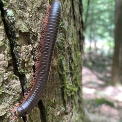 Bankhead National Forest