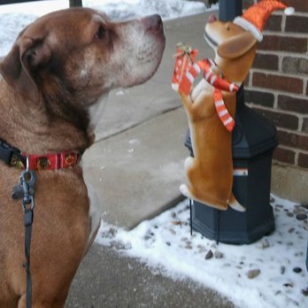 Veterinary Vision - Spike is the best bud ever. - Veterinarians Near Me - Lisle, Illinois