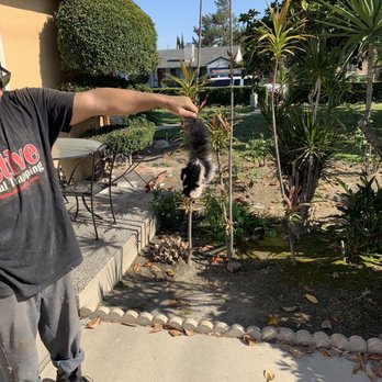 Active Animal Trapping - The live baby he pulled out - Pest Control Near Me - Corona, California Active Animal Trapping - The live baby he pulled out - Pest Control Near Me - Corona, California