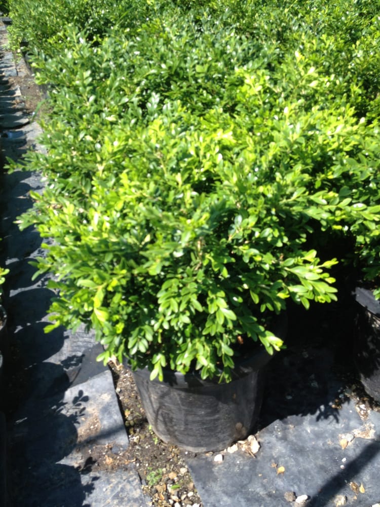 AUSTRAL NURSERY Updated October 2024 140 Edmondson Ave, Austral New