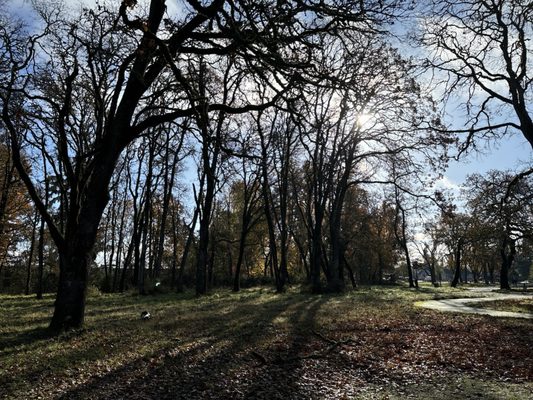 Bush's Pasture Park by null