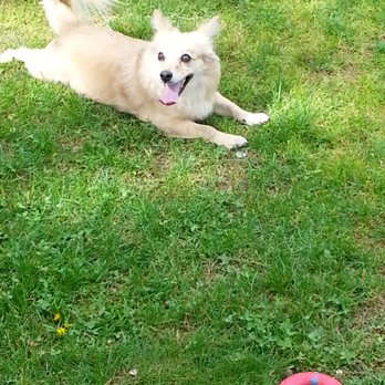 Madera dog park - Loving it.. - Dog Parks Near Me - Madera, California
