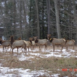 Benezette Store & Restaurant - ............wild elk......