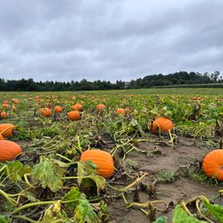 Red Wagon Farm