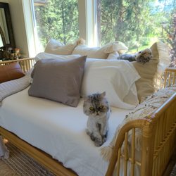 Janet Arai - Healing Kitties available upon request ‍
