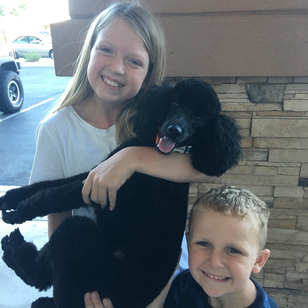 Furry Beginnings - Pet Groomers Near Me - Gilbert, Arizona