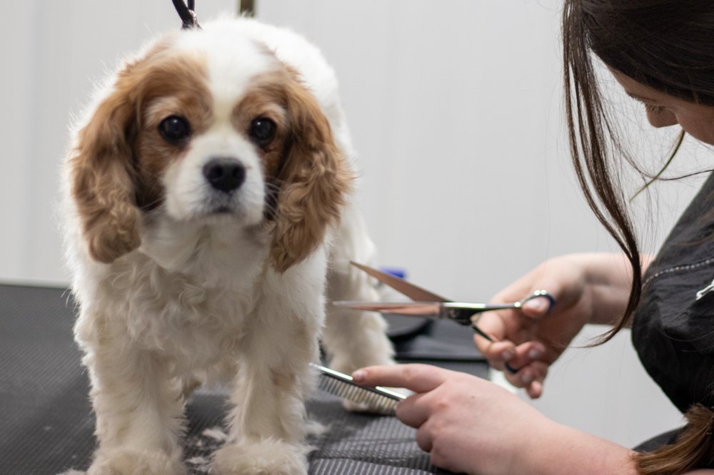 THE GROOMERY DOG SPA Updated July 2024 Request an Appointment 19