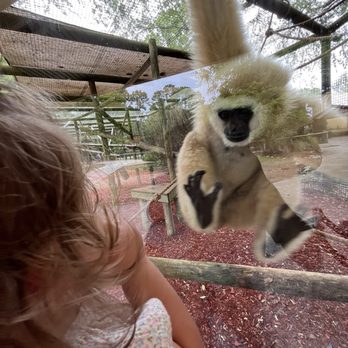 Gulf Breeze Zoo - Zoos Near Me - Gulf Breeze, Florida Gulf Breeze Zoo - Zoos Near Me - Gulf Breeze, Florida