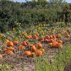 Sekapp Orchard - The pumpkin patch was filled with a variety of sizes, color, and shapes.  Load up with all kinds of autumn fun!!