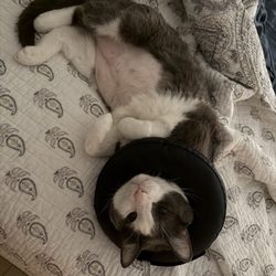 Crossroads Animal Hospital - Mr Big