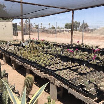 Arizona Cactus Sales - Nurseries & Gardening Near Me - Chandler, Arizona Arizona Cactus Sales - Nurseries & Gardening Near Me - Chandler, Arizona