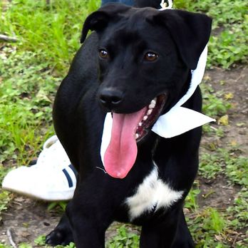 Metro Animals Pet Wash - Our lab has never been cleaner! - Pet Groomers Near Me - Fort Worth, Texas Metro Animals Pet Wash - Our lab has never been cleaner! - Pet Groomers Near Me - Fort Worth, Texas