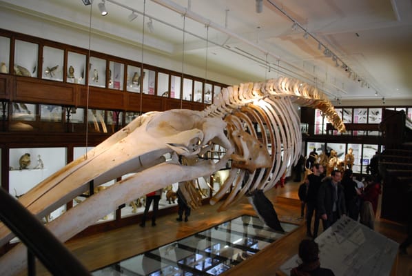 Natural History Museum by null