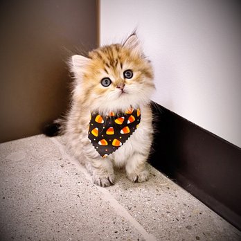 Sunset Veterinary Center - Tiger - Veterinarians Near Me - Diamond Bar, California