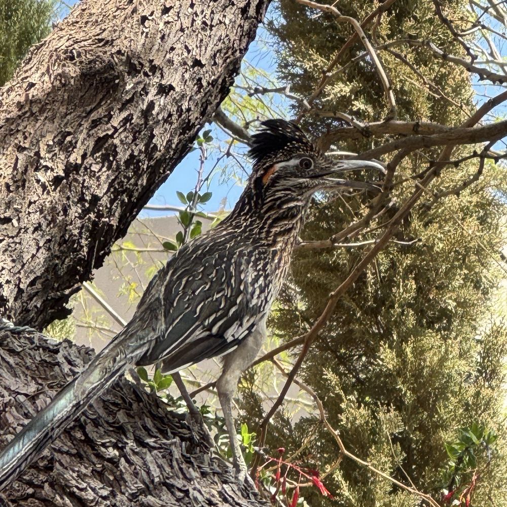Grotto Cafe - Roadrunner on patio - Cafes Near Me - Cave Creek, Arizona Grotto Cafe - Roadrunner on patio - Cafes Near Me - Cave Creek, Arizona