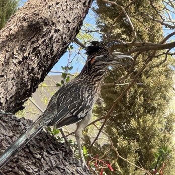 Grotto Cafe - Roadrunner on patio - Cafes Near Me - Cave Creek, Arizona Grotto Cafe - Roadrunner on patio - Cafes Near Me - Cave Creek, Arizona