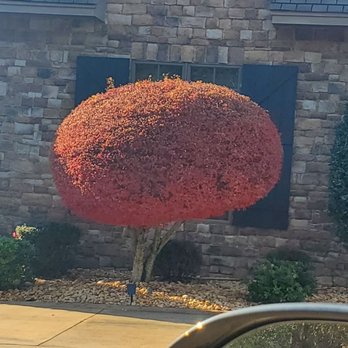 Mel's lawn service - a tree in front of a house - Lawn Services Near Me Mel's lawn service - a tree in front of a house - Lawn Services Near Me