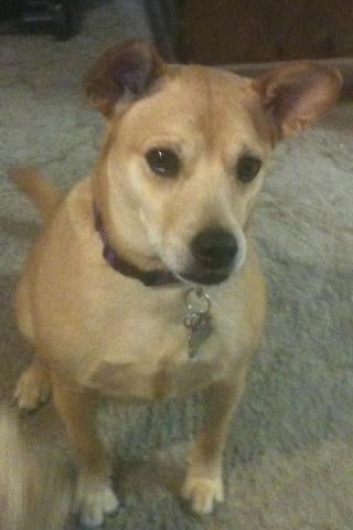 Veterinary Centre Of Greenback - pet boarding facility in Greenback, TN