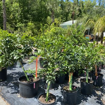 Earth Works Plant Nursery - Fruit trees - Nurseries & Gardening Near Me - Jacksonville, Florida Earth Works Plant Nursery - Fruit trees - Nurseries & Gardening Near Me - Jacksonville, Florida