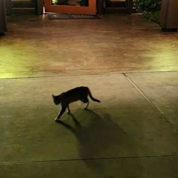 C Level - Even this cat left satisfied haha! - New American Near Me - San Diego, California C Level - Even this cat left satisfied haha! - New American Near Me - San Diego, California