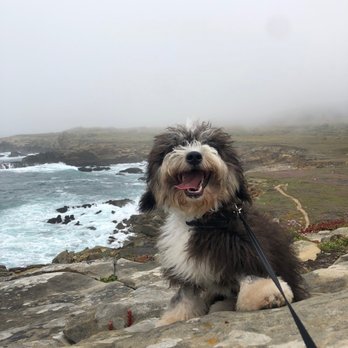 Puget Sound Doodles - LOVES to hike. She's an excellent climber, can handle any terrain. The mountain dog definitely comes out when we're in rocky areas - Pet Breeders Near Me Puget Sound Doodles - LOVES to hike. She's an excellent climber, can handle any terrain. The mountain dog definitely comes out when we're in rocky areas - Pet Breeders Near Me