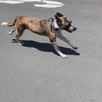 Rosewood K-9 - Skateboard session with Mark for some rigorous exercise during training - Pet Training Near Me Rosewood K-9 - Skateboard session with Mark for some rigorous exercise during training - Pet Training Near Me