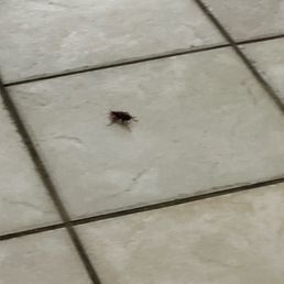 Roach Roach