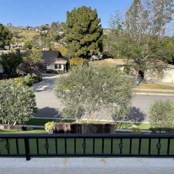 Native Trees - After (top view) - Tree Services Near Me