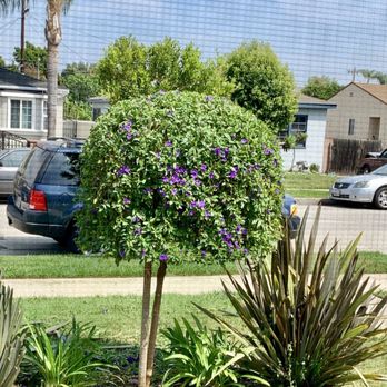 Roger Tree Service - Hedge trim - Tree Services Near Me Roger Tree Service - Hedge trim - Tree Services Near Me