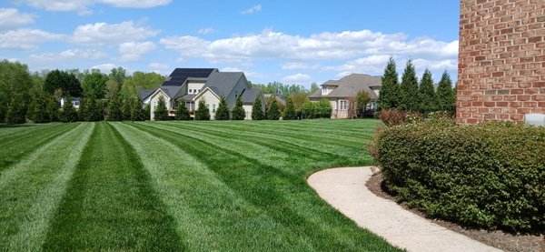 Trees, Yards, and Hedges - Quality workmanship you can trust! Call no for an estimate!