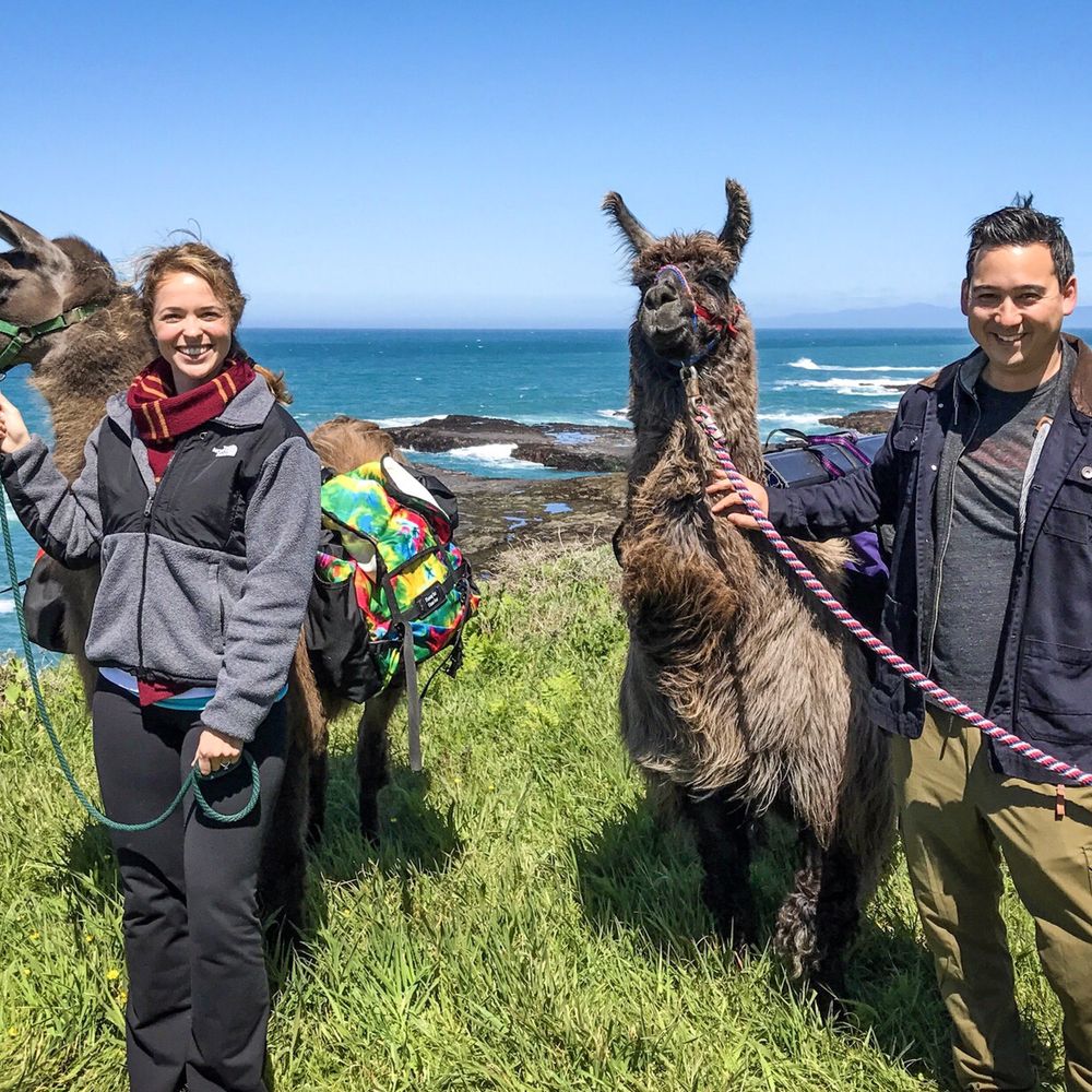 Lodging & Llamas - Guest Houses Near Me - Fort Bragg, California Lodging & Llamas - Guest Houses Near Me - Fort Bragg, California
