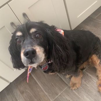 Dr Marchi - Pet Euthanasia at Home - Our Bailey girl.  Rest in love mama. - Veterinarians Near Me - Long Beach, California