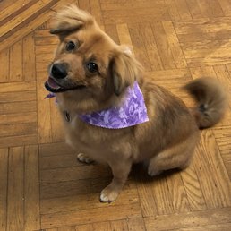 Looking as happy as ever after her grooming with Tina. Looking as happy as ever after her grooming with Tina.