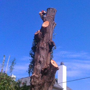 Houton Tree & Demolition Services - Tree Services Near Me - Houston, Texas Houton Tree & Demolition Services - Tree Services Near Me - Houston, Texas