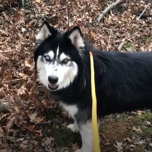 TOWN OF HEMPSTEAD ANIMAL SHELTER - 30 Photos & 40 Reviews - Animal