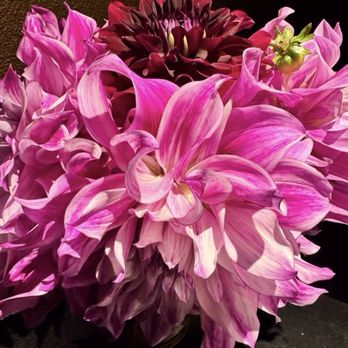 Ella's Fine Food & Drink - Fresh Flowers - French Near Me - Westerly, Rhode Island Ella's Fine Food & Drink - Fresh Flowers - French Near Me - Westerly, Rhode Island