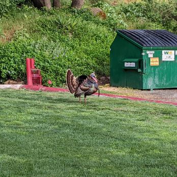 Canyon Creek Resort - Campgrounds Near Me - Winters, California