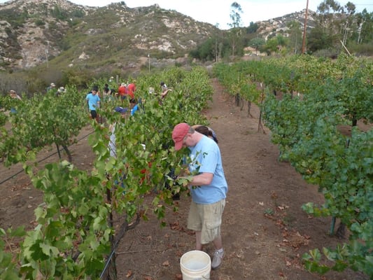 Mahogany Mountain Vineyard and Winery by null