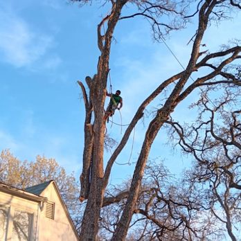 Giraffe Tree & Landscaping Services - Removing a large cedar elm - Tree Services Near Me Giraffe Tree & Landscaping Services - Removing a large cedar elm - Tree Services Near Me