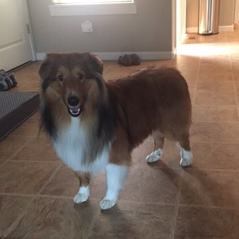 Deschutes Dog Salon - Max after getting groomed! - Pet Groomers Near Me - Bend, Oregon Deschutes Dog Salon - Max after getting groomed! - Pet Groomers Near Me - Bend, Oregon