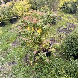 Pleasantdale Nurseries Inc.