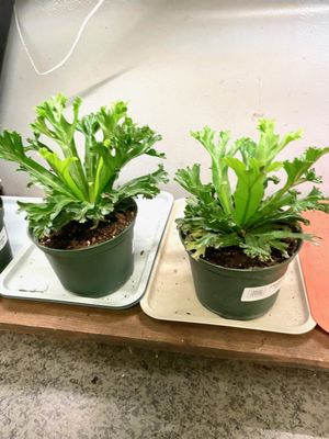 Chelsea Garden Center by null